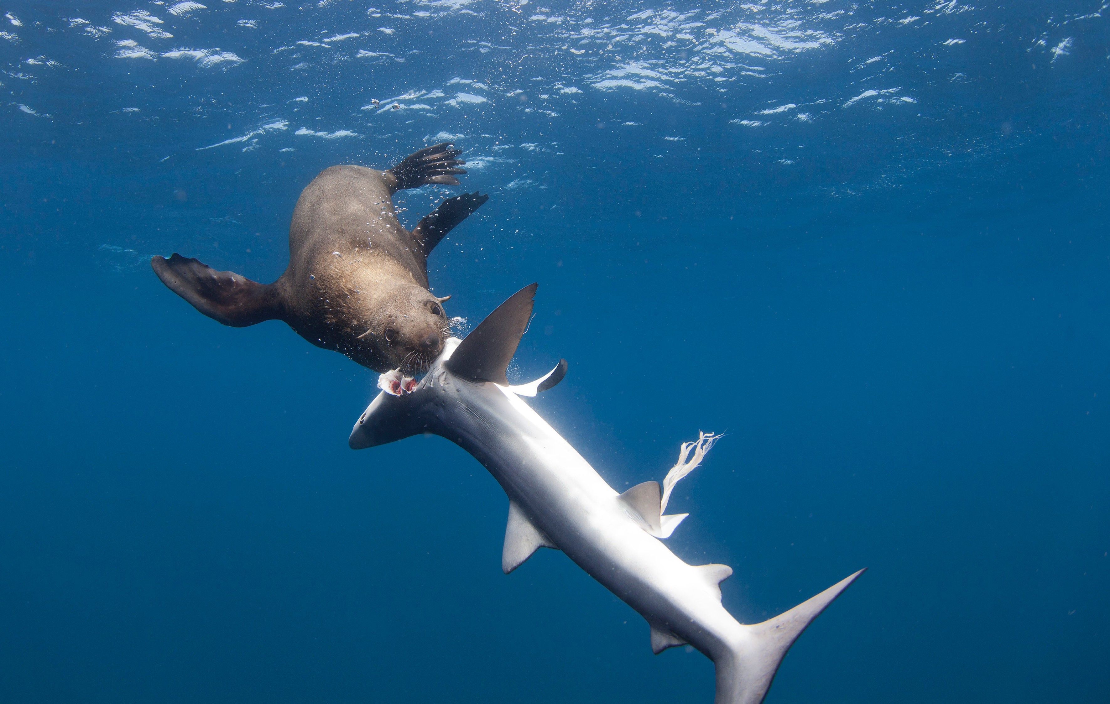 Un requin lui attrape la jambe, il vit quinze minutes surréalistes